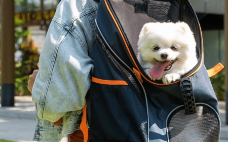 Choosing the Right Dog Carrier for Comfortable Travel