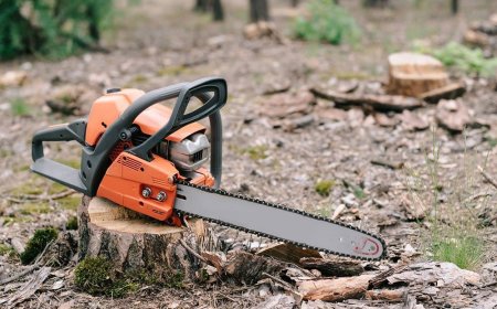 Do You Need Tree Cutting Services In Philadelphia?