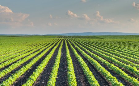 Here are the things that can be turned into a compost