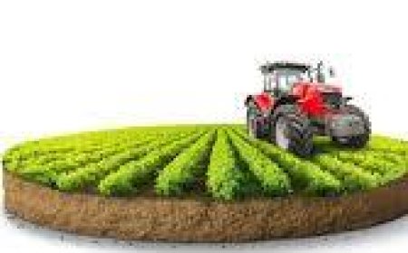 Understanding Modern Agricultural Practices and Insecticide Use in Okara’s Farming Landscape