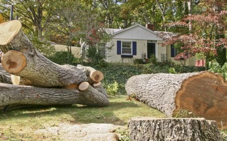 Top Benefits of Deadwood Removal Services in Milton Keyne