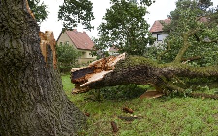 Top Benefits of Deadwood Removal Services in Derby