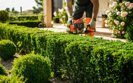 Should I Hire a Professional for Hedge Trimming?