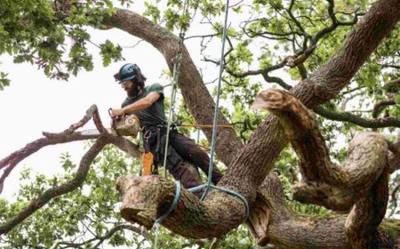 Emergency Tree Removal: What To Do When a Tree Becomes a Danger