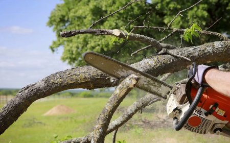 How Blackpool Tree Surgeons Can Improve Your Garden’s Health