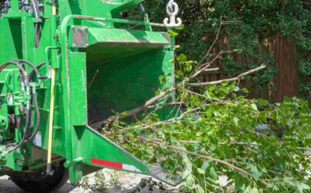 Emergency Tree Removal: What to Do When Disaster Strikes