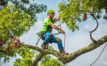 Emergency Tree Removal: Everything You Need to Know to Stay Safe and Smart