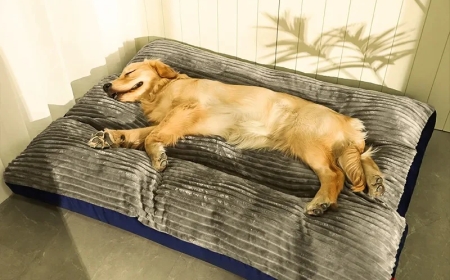 Best Comfortable Dog Beds for Happy, Rested Pups