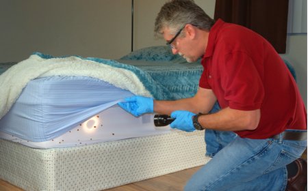 Best Treatment for Bedbugs Leander: Top 5 Proven Options in 2025