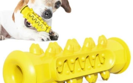 Top Trending Pet Apparel Styles for 2025