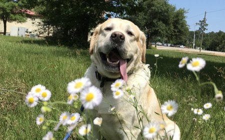 The Importance of Dermatology Pet Care