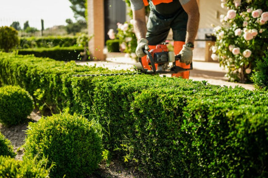 Should I Hire a Professional for Hedge Trimming?