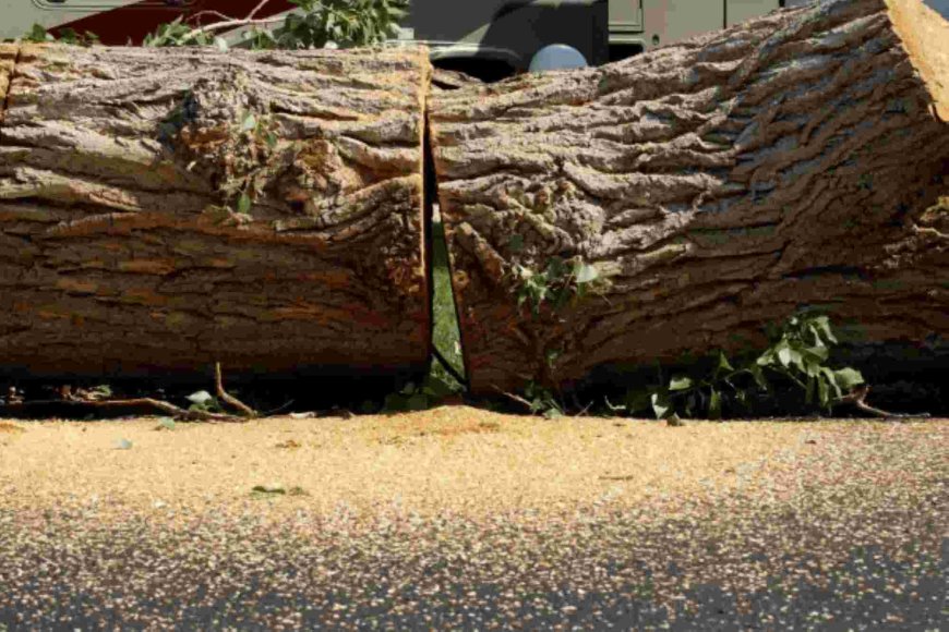 Emergency Tree Removal: What to Do When a Tree Poses Immediate Danger