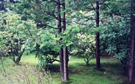 Hinoki – The Sacred Scent of Japan