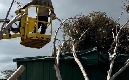 Why Benj Geerling’s Team is the Best Choice for Hazardous Tree Removal