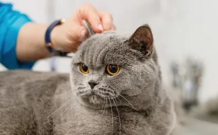 How Can Your Go-To NYC Cat Sitter Help With a Busy Schedule?