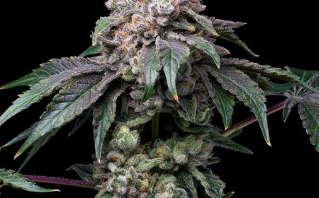 The Complete Grower’s Guide to Godfather OG Seeds: Everything You Need to Know