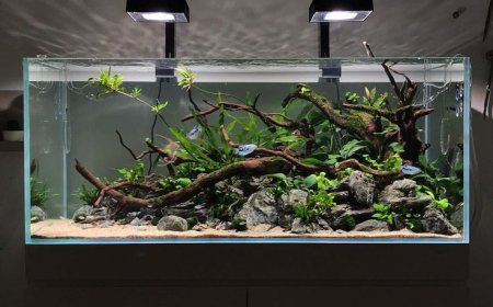Freshwater Aquarium Guide: Create a Thriving Aquatic World at Home