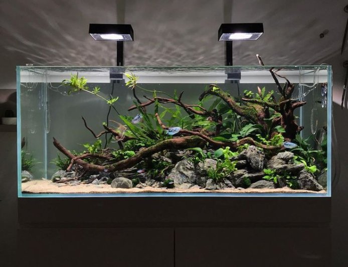 Freshwater Aquarium Guide: Create a Thriving Aquatic World at Home