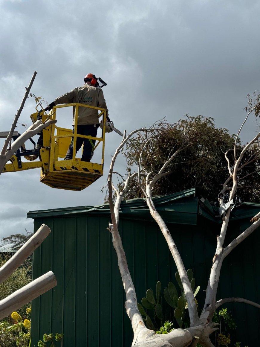 Why Benj Geerling’s Team is the Best Choice for Hazardous Tree Removal
