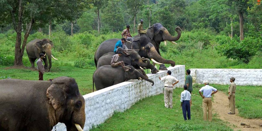 A Complete Guide to Dubare Elephant Camp Coorg